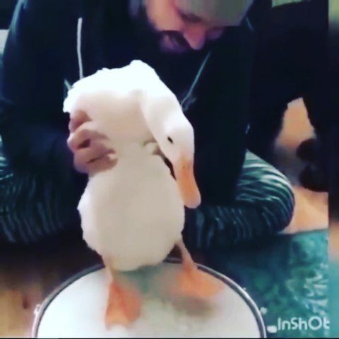 Listening to soothing music while cooking. I'm sure dodo's could have done this, right?

Luisterend naar rustgevende muziek al kokende. Dat zou een Dodo ook wel gekund hebben toch? 
#duck #music #cooking #vreemdeeenden #kingsday2020 #dodo